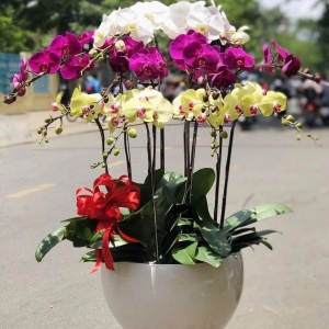 Lan Hồ Điệp – Hồn nhiên