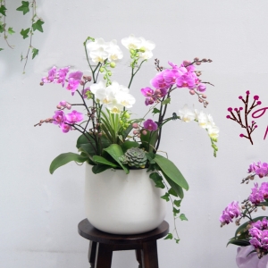 Lan Hồ Điệp – Phát tài
