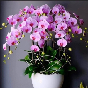 Lan Hồ Điệp Trắng Tím