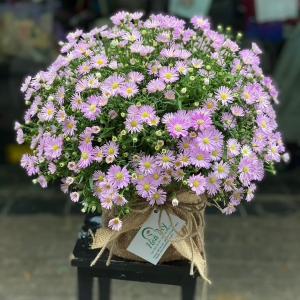 Sắc tím mộng mơ